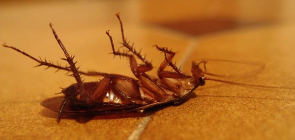 baby cockroaches in bathroom sink