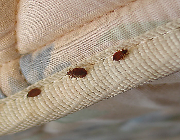 sofa with bed bugs