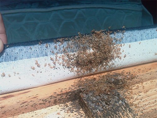 Where do the bed bugs come from and how to get rid of them‏?