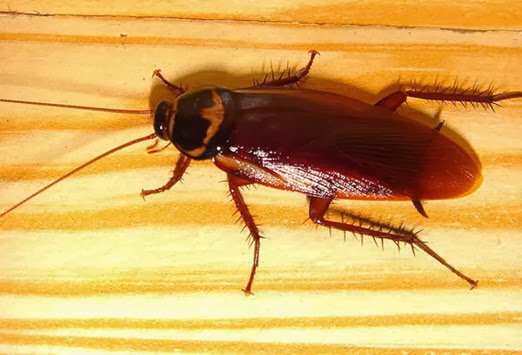 german cockroach