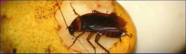 Features of the treatment for the cockroaches in the places of catering