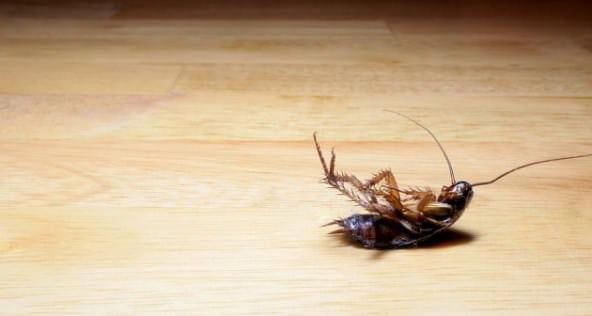 Folk remedies to get rid of the cockroaches 2