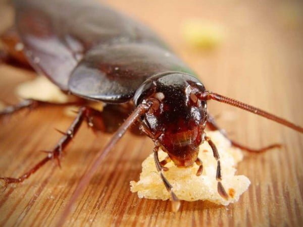 How to get rid of cockroaches at the enterprise