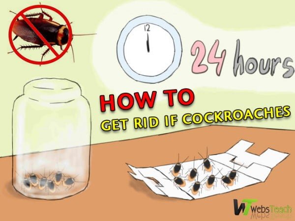 How to get rid of the cockroaches forever and easily