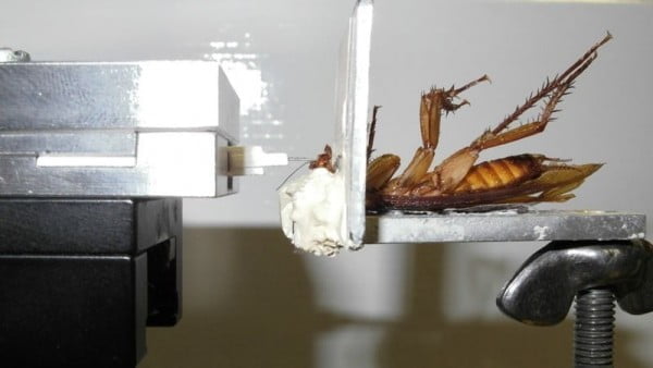 The freezing as the most effective folk remedy of the fighting with the cockroaches