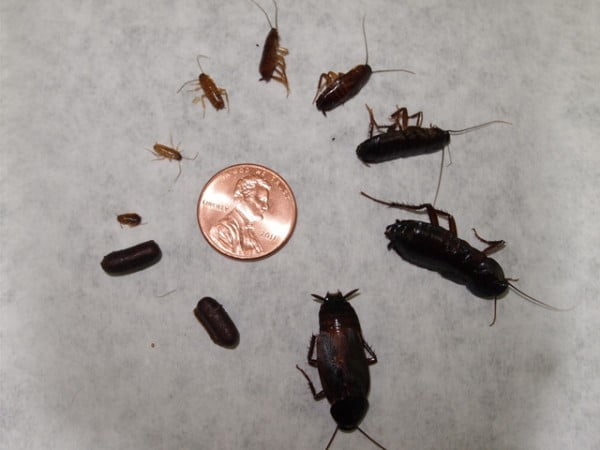 Tiny cockroaches