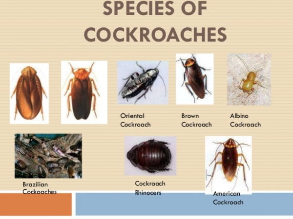 cocroaches difference