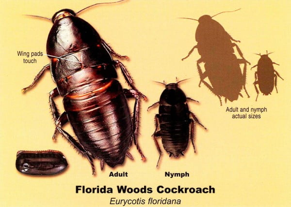 wood cocroach