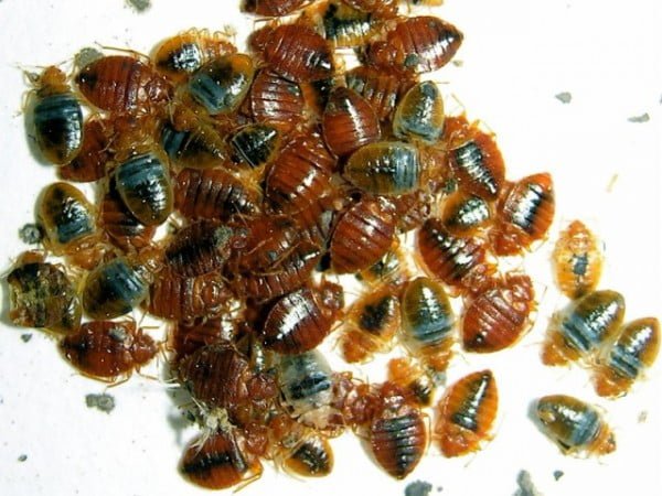 bed bugs insects