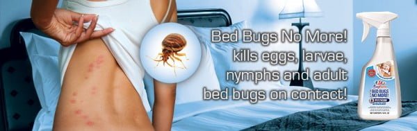 how to kill the bed bugs