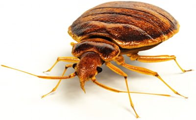 the bed bugs
