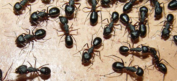 ants